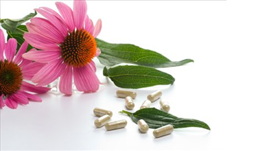 Echinacea echinacea