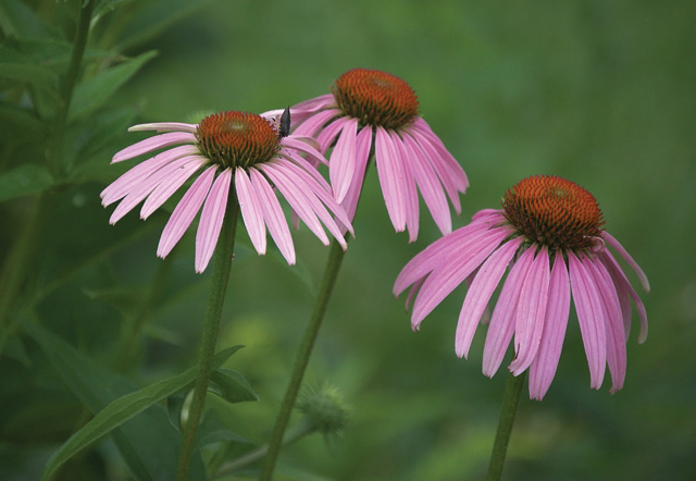 echinacea