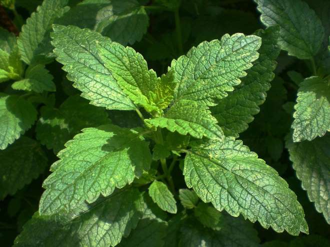 Melissa officinalis