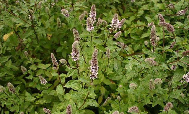 Mentha piperita