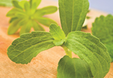 stevia