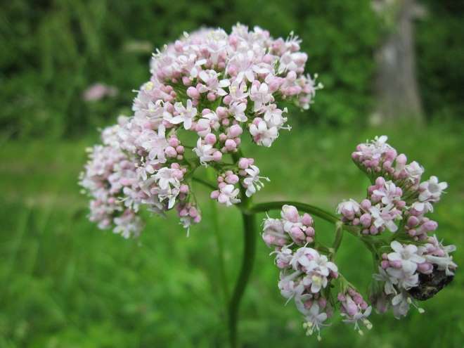 valeriana-officinalis1