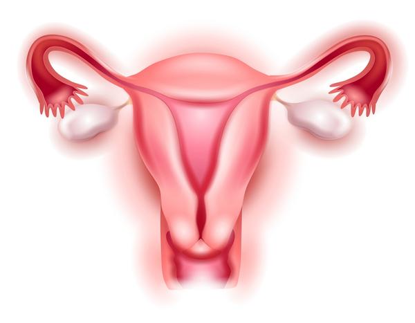 cervix
