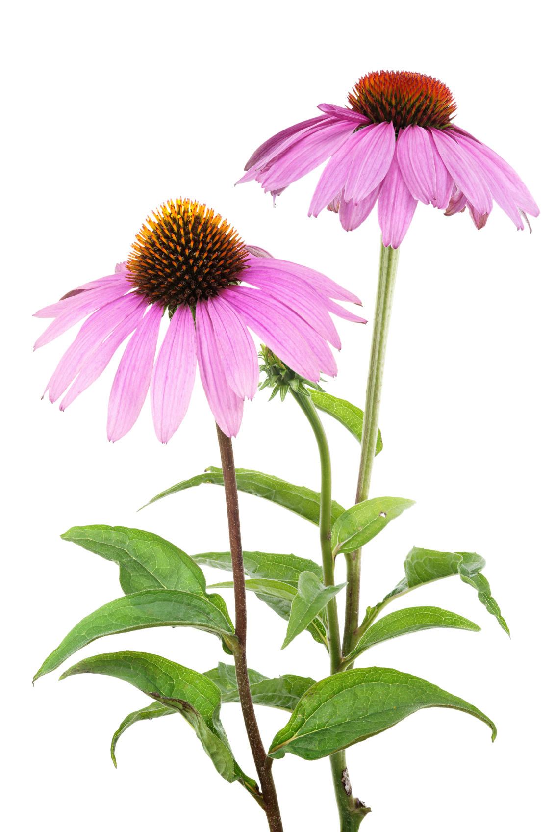 Echinacea