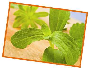 stevia_slikica-2