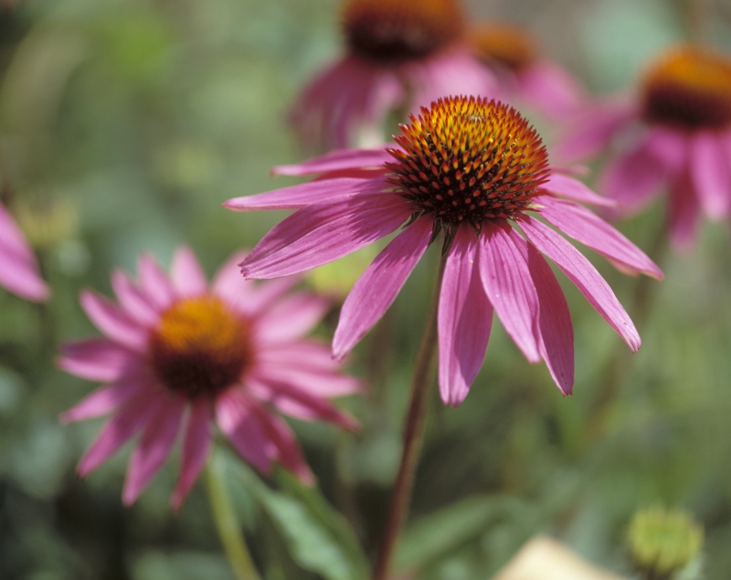 Blühende Echinacea.; Flowering purple coneflower.