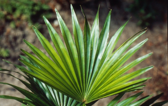 saw palmetto leaf.