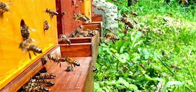 cebele-in-propolis