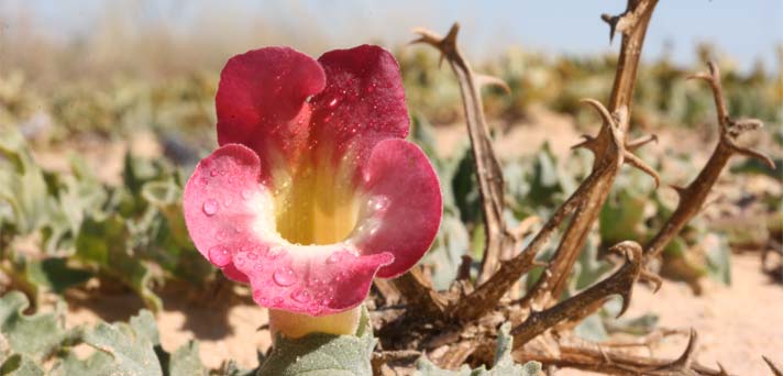 Harpagophytum-procumbens---Devil's-Claw_Original_6885