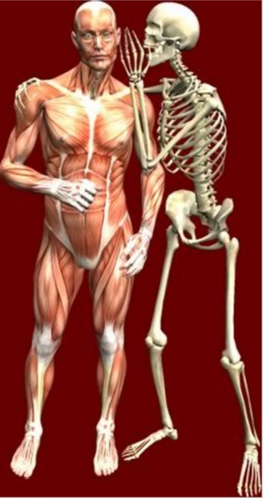 body