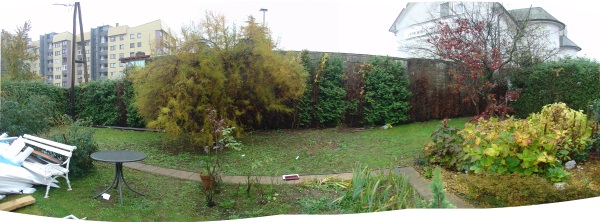 kleki posajeni ob zid v senco-neprimerna lega