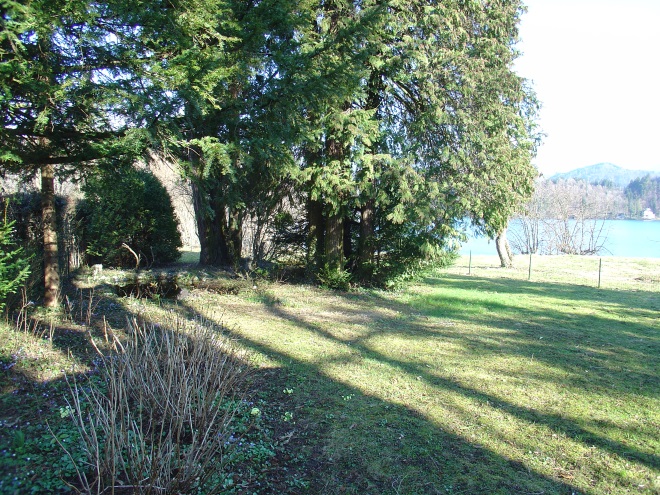 preblizu posajene rastline, ki sedaj preraščajo ena v drugo