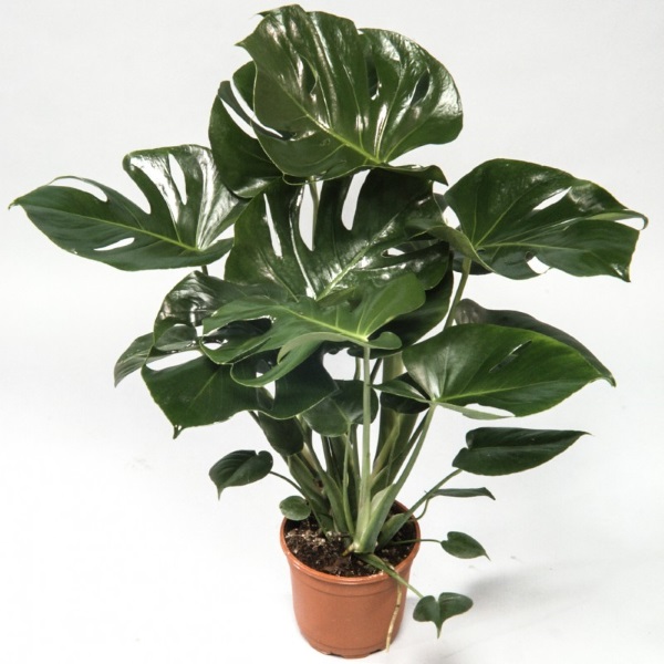 Monstera