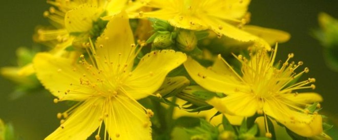 apomedica-sentjanzevka1