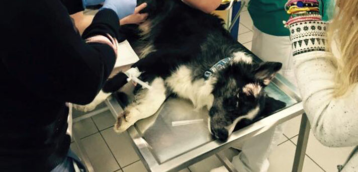 pregled pri veterinarju maticne celice