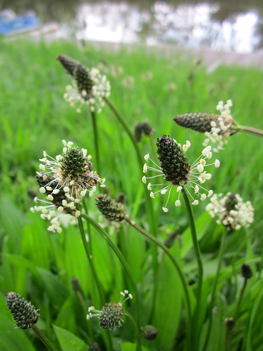 Ozkolistni trpotec Plantago lanceolata