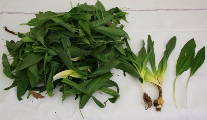 čemaž opozorilo previdnost