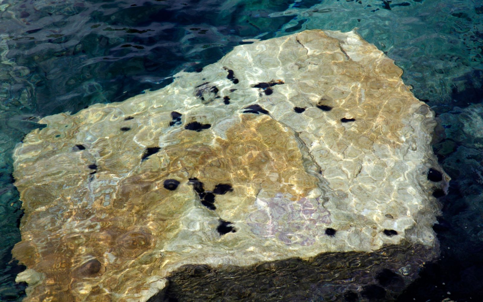 Morski ježek, morski ježki