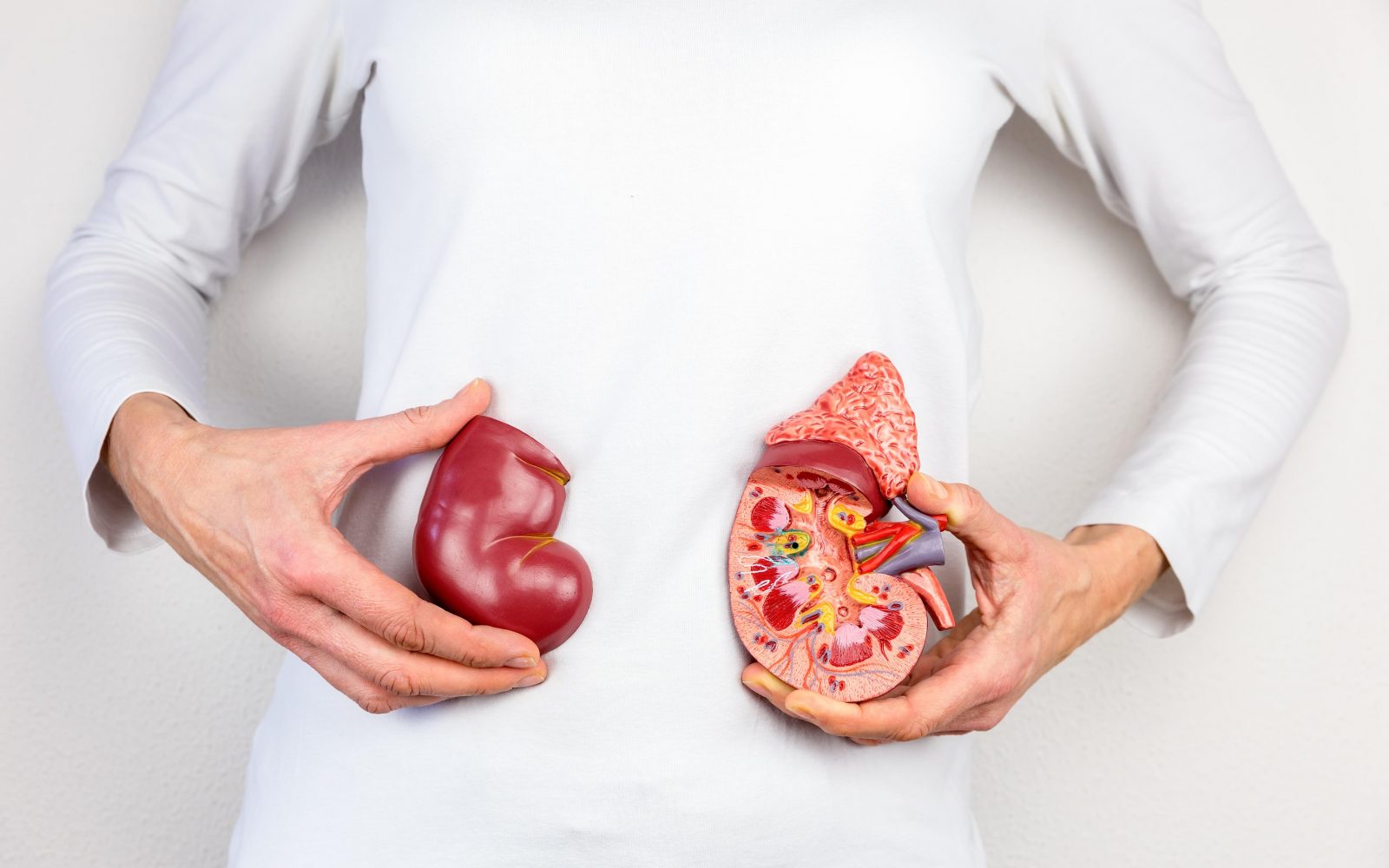 Ženska drži model ledvic v rokah