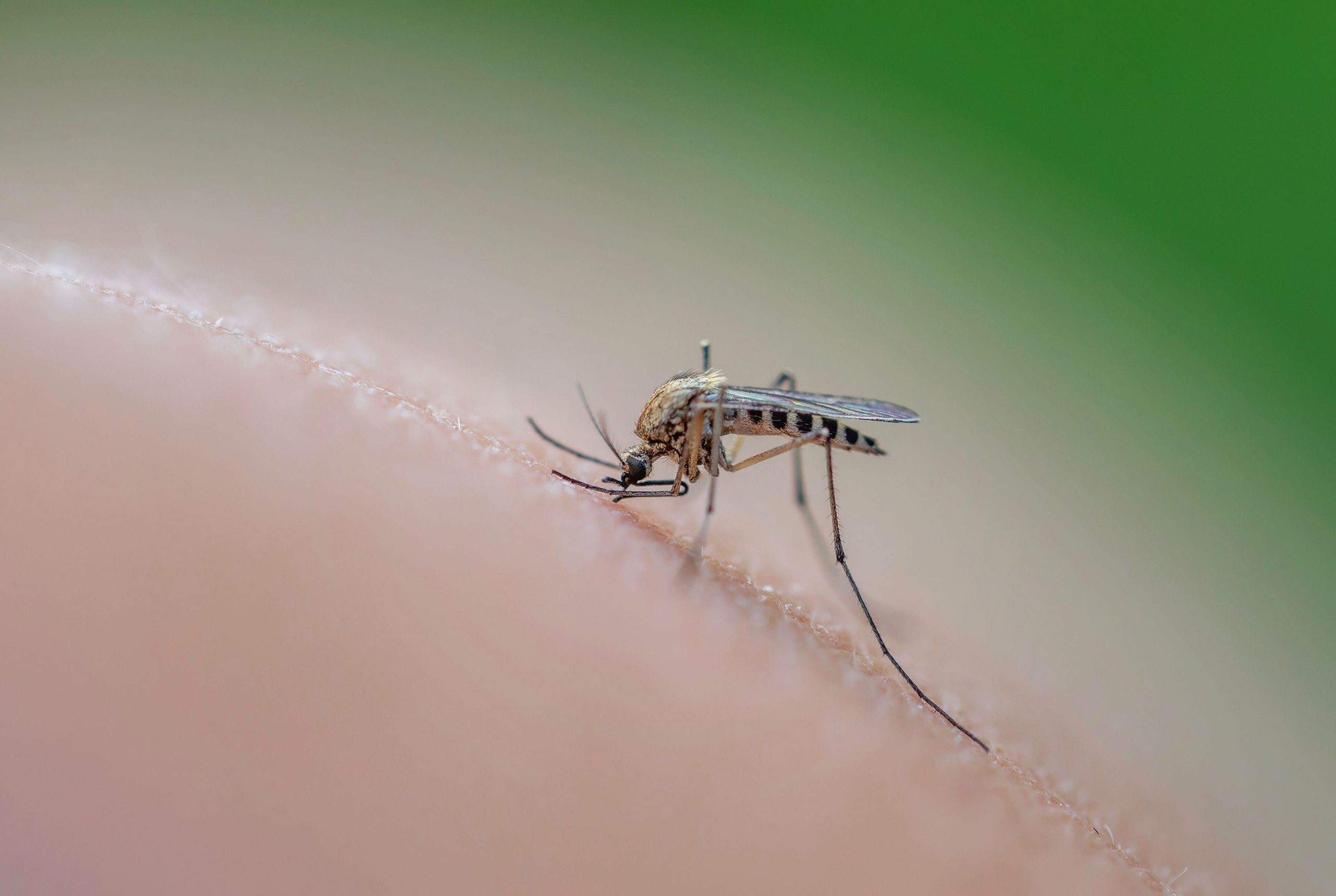 Komar je prisean na človeško kožo