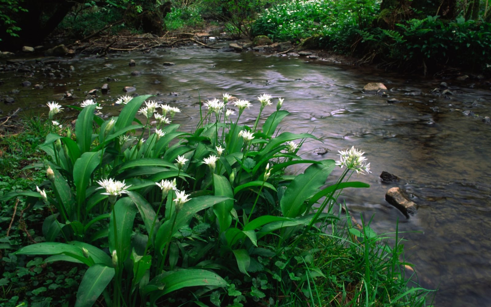 V naravi rastoči čemaž, allium ursinum