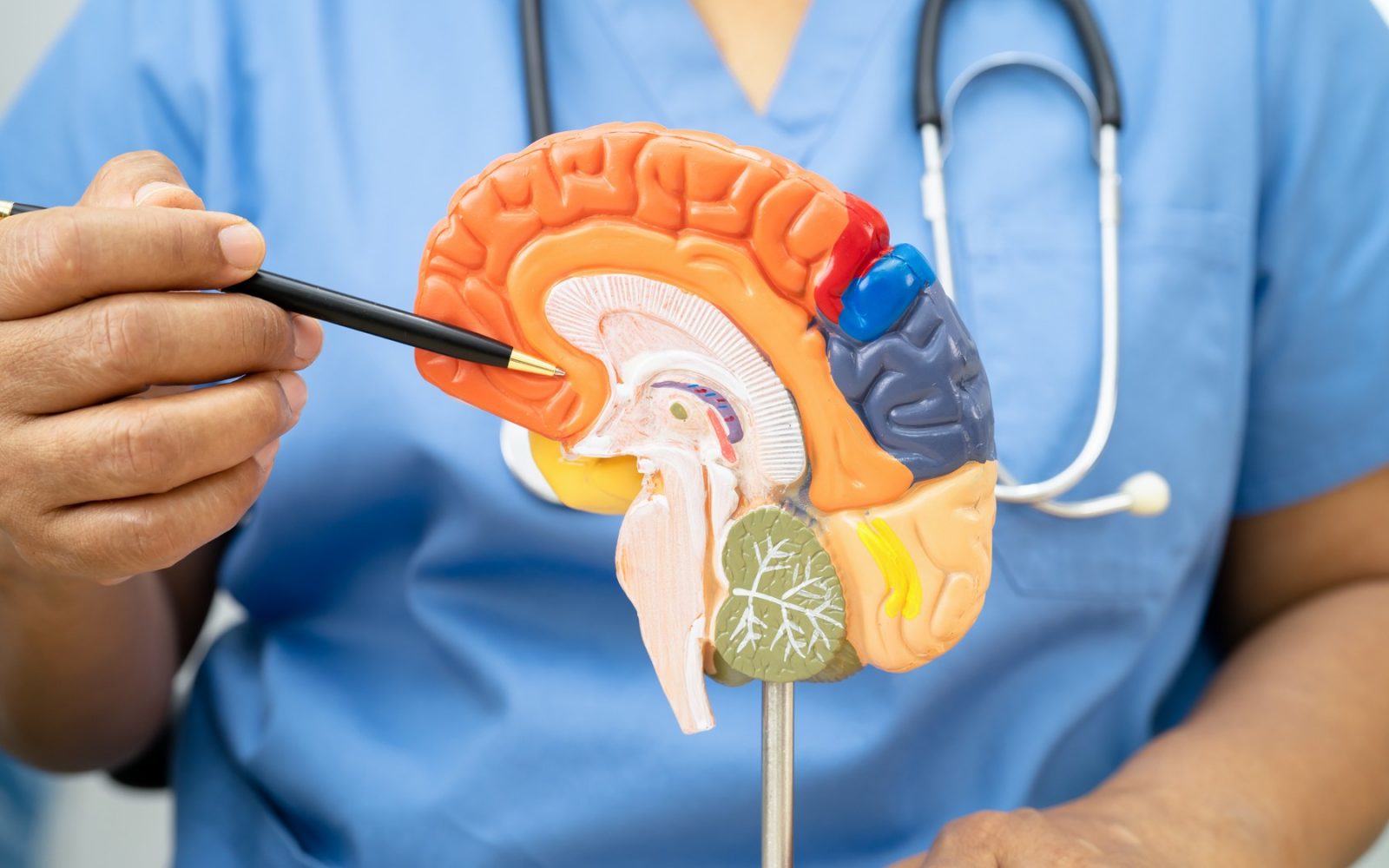 Prikaz človeških možganov s poudarkom na čelnem režnju – del, odgovoren za reševanje problemov