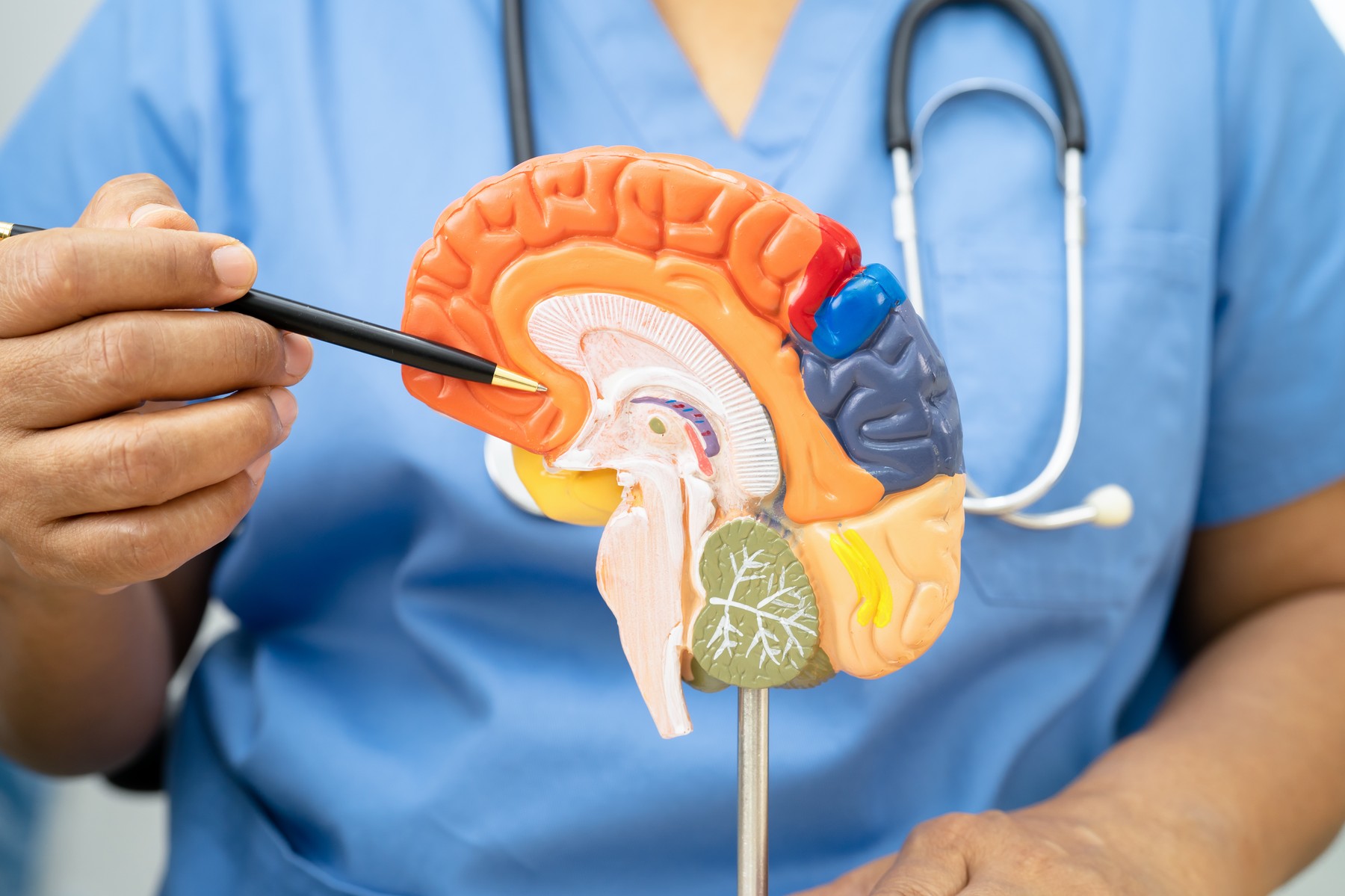 Prikaz človeških možganov s poudarkom na čelnem režnju – del, odgovoren za reševanje problemov