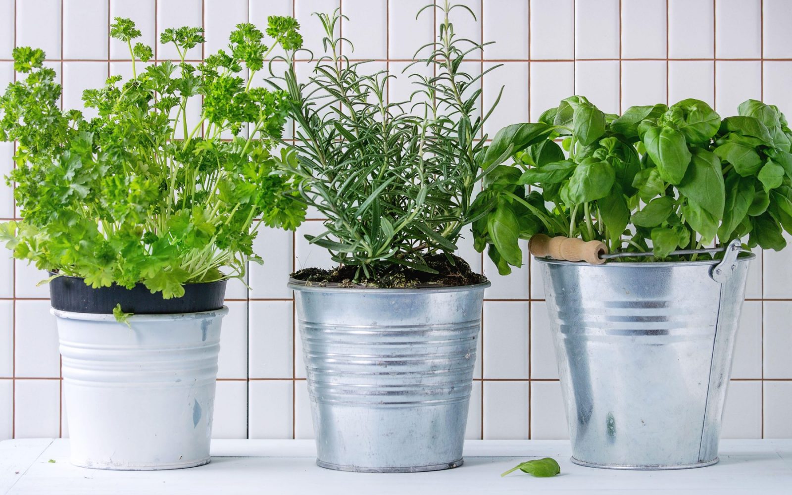 Tri najbolj uporabna sveža zelišča za kuhanje – peteršilj, rožmarin in bazilika – v lončkih na svetli kuhinjski polici. Idealna za domačo vzgojo.