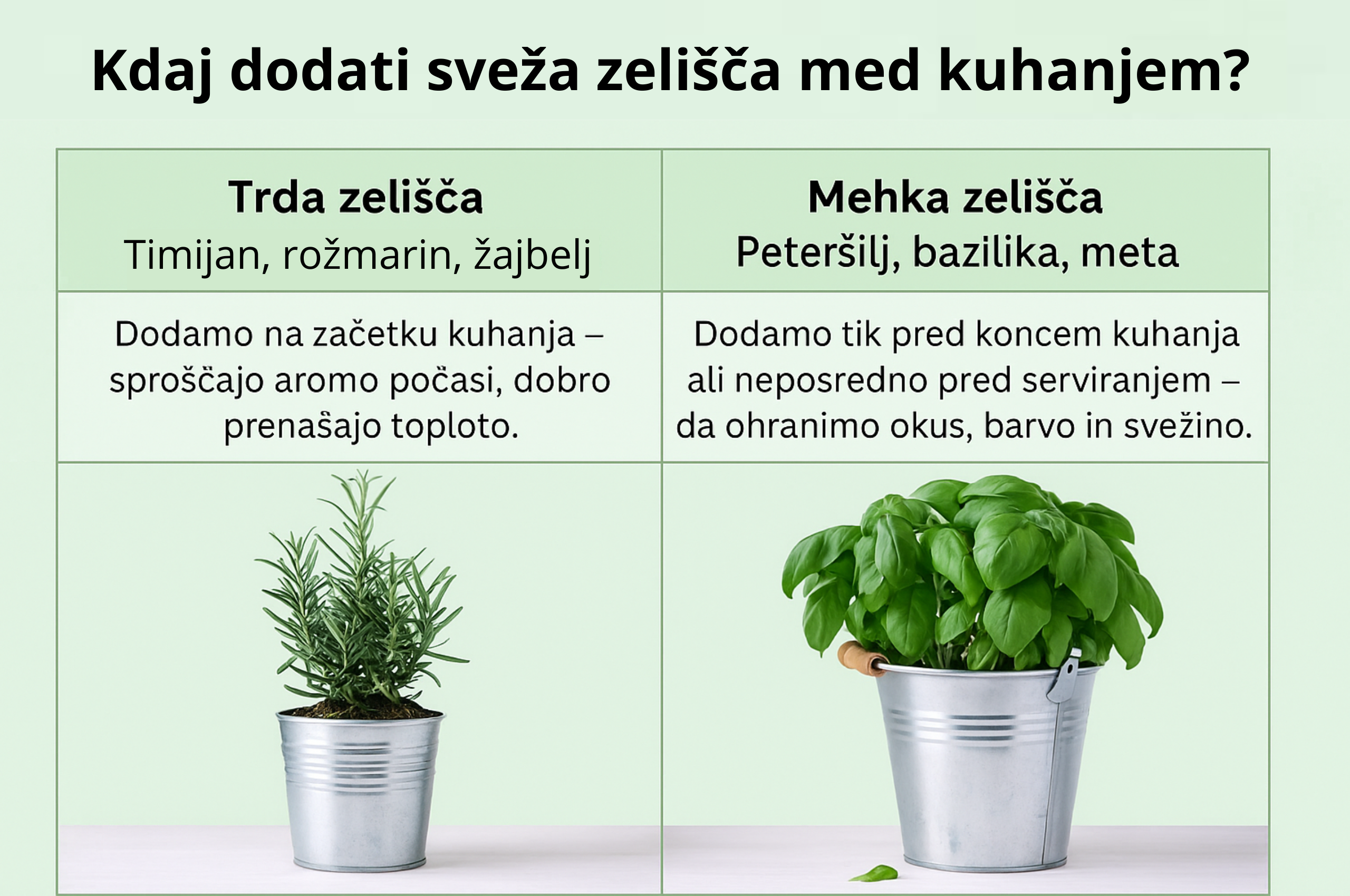 Preglednica: kdaj med kuhanjem dodati trda ali mehka sveža zelišča – s fotografijami rožmarina in bazilike