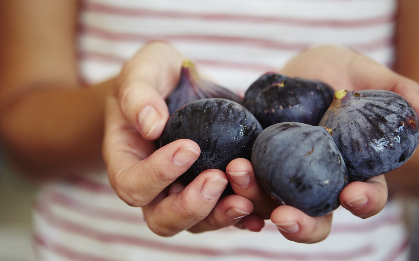 Slika ženskih rok, ki držijo pet svežih fig, ki delujejo kot naravno dovajalo in pomoč pri prebavnih težavah ter lajšanju zaprtja.