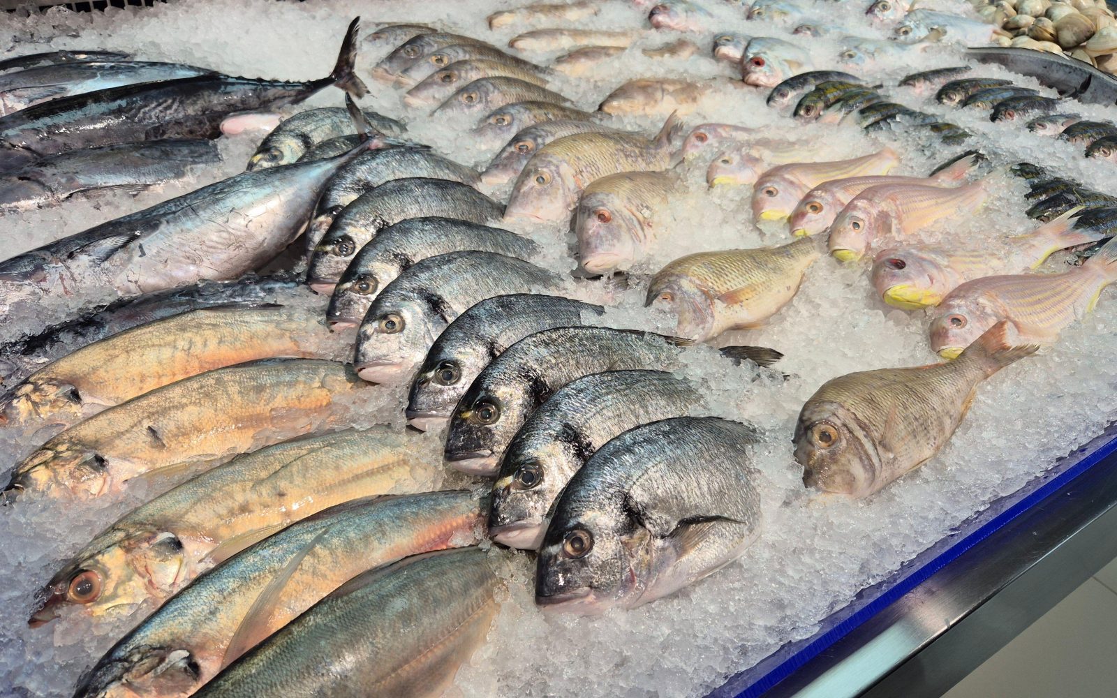Sveže ribe razporejene na ledu na tradicionalni ribji tržnici, pripravljene za okusne ribje jedi.