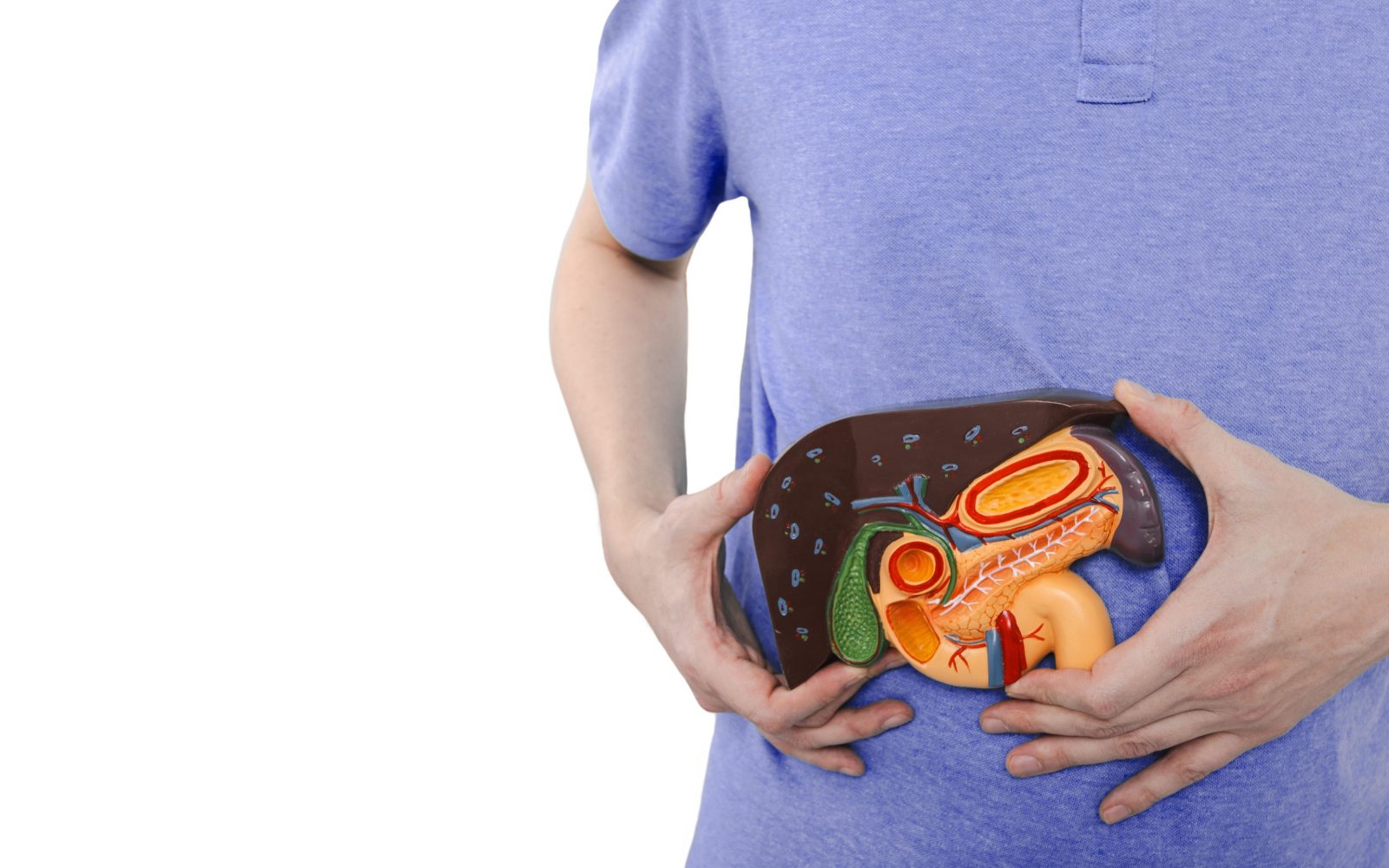 Zdravje človeških jeter. Gastroenterolog drži v rokah medicinski anatomski model jeter, žolčnika in trebušne slinavke.