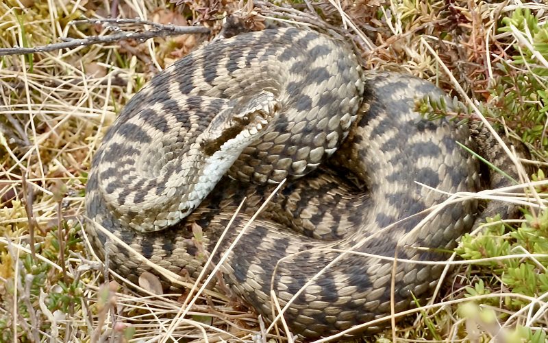 Kaj storiti ob ugrizu kače? To so najpomembnejši koraki prve pomoči
