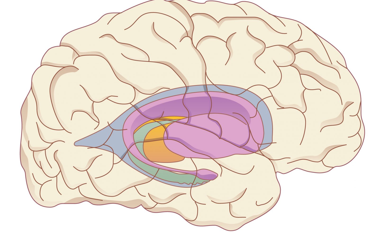 Računalniška risba človeških možganov, ki prikazuje nekatere strukture v možganih - roza obarvan del so možganski gangliji, ki uravnavajo gibanje.
