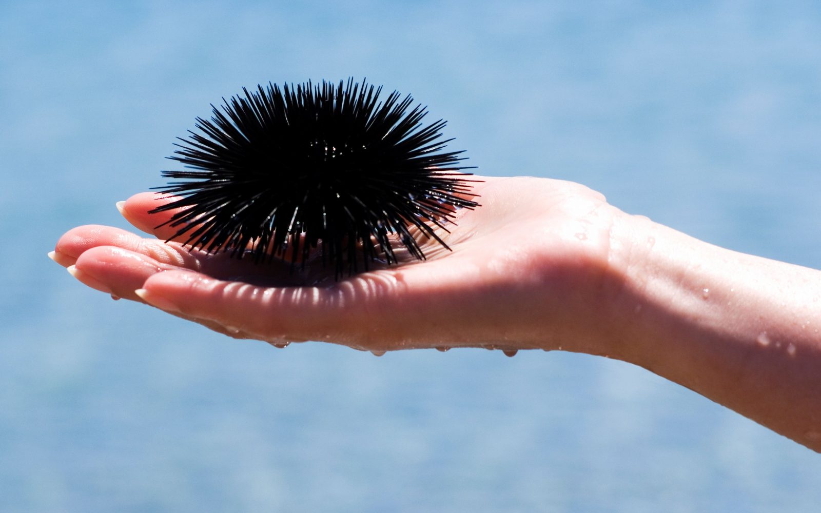 “Morski ježek, priprava na odstranjevanje bodic, naravne metode