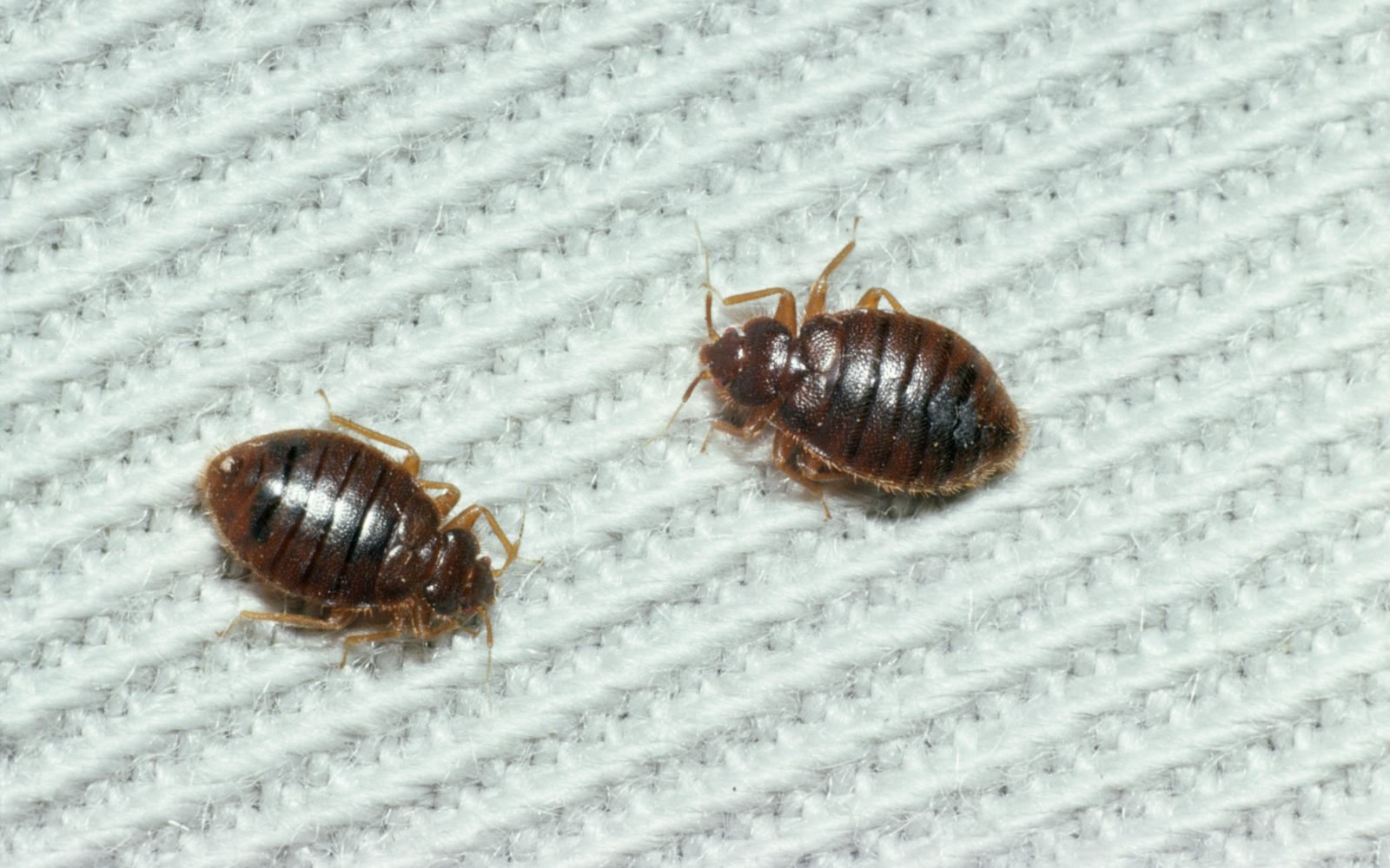 Prikaz dveh posteljnih stenic