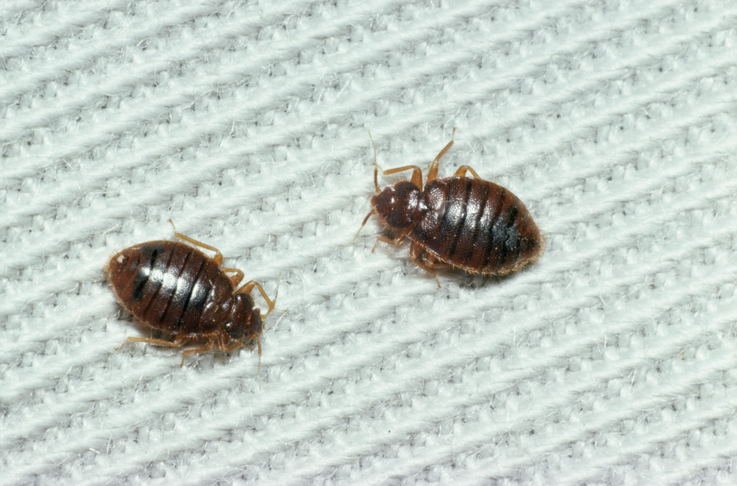 Prikaz dveh posteljnih stenic