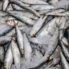 Sveže sardine na prodajni stojnici – kako prepoznati pokvarjene ribe