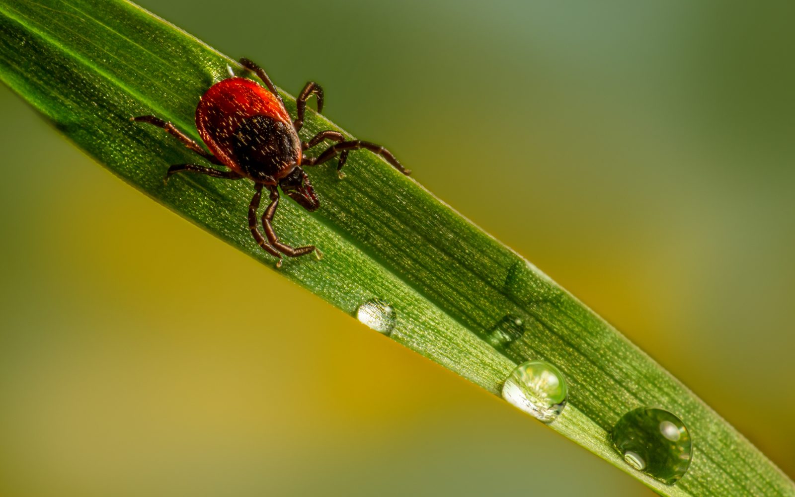Klopi prenašajo bolezni, lymsko boreliozo in klopni meningoencefalitis