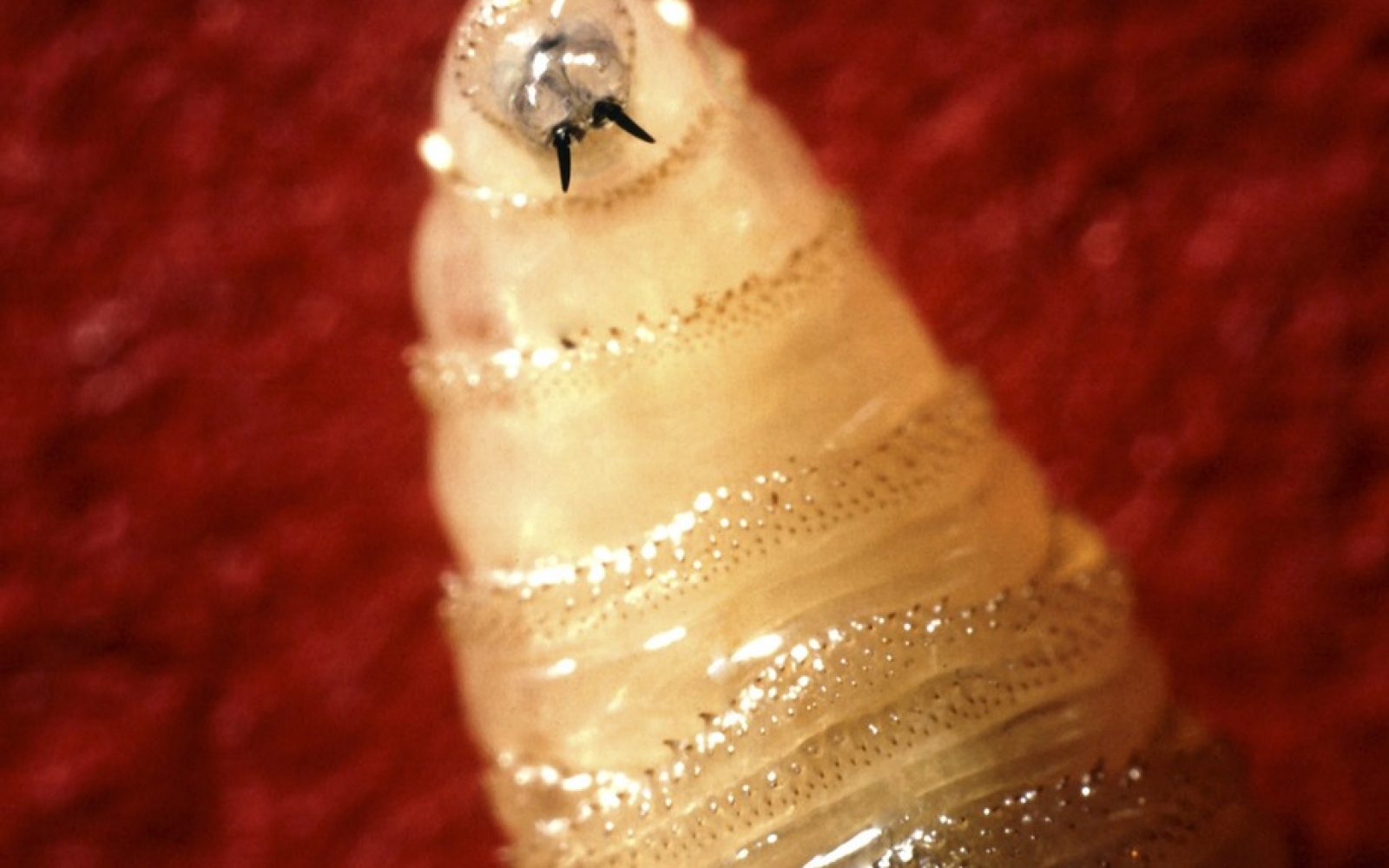 Ličinka parazita New World screwworm (Cochliomyia hominivorax). Ličinke se hranijo z živim tkivom živali in v redkih primerih tudi ljudi.