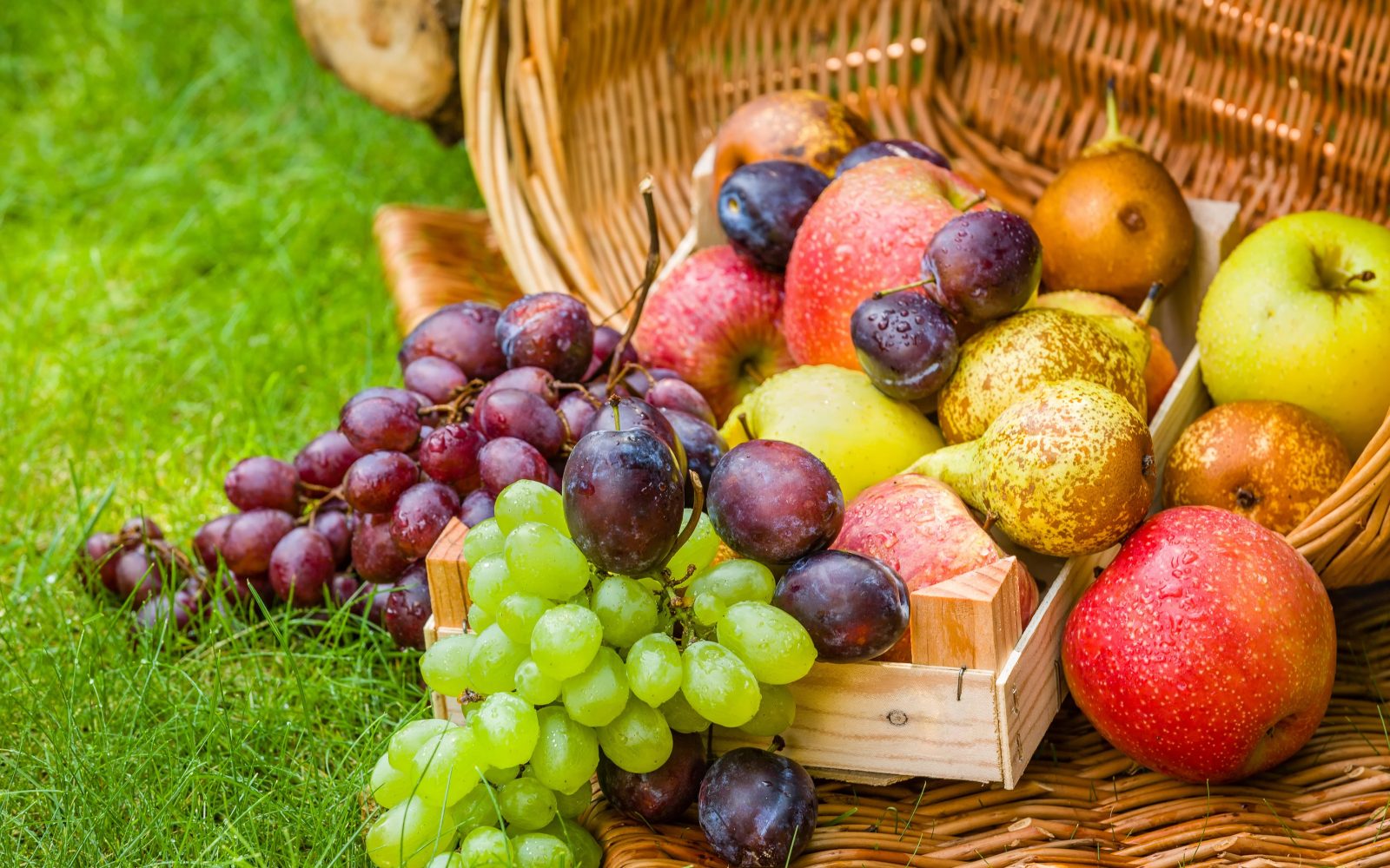 Jesensko sezonsko sadje - jabolka, hruške, grozdje, slive - v košarici na travi