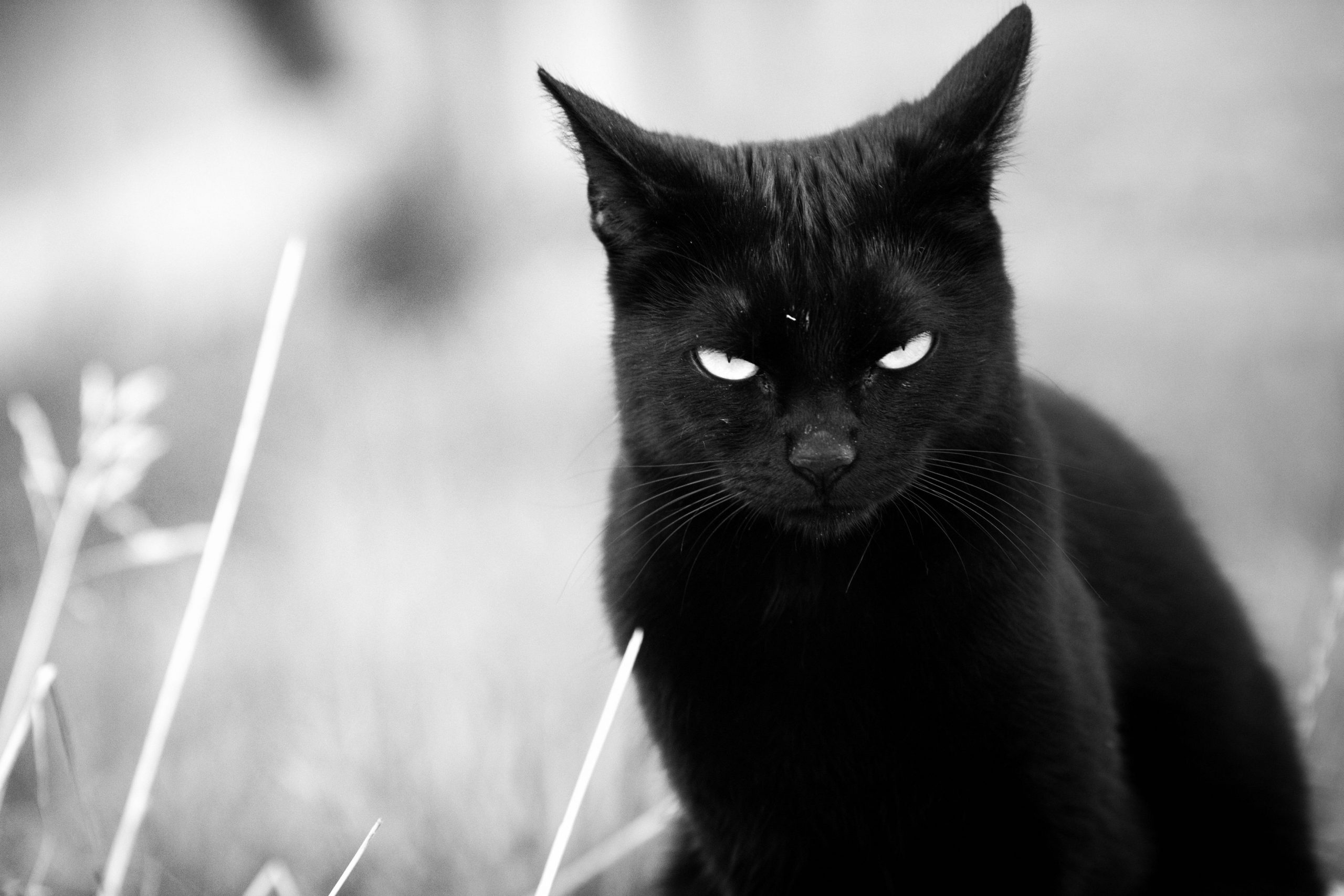 Črna mačka – simbol vraževerja in prepričanja o nesreči, povezanega s starimi miti.