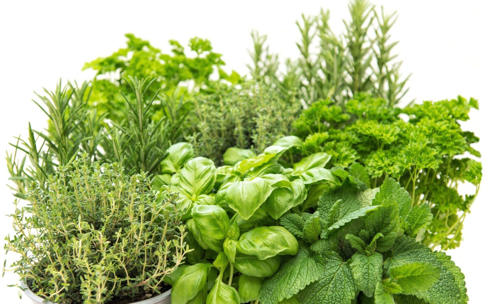 Zelišča za krepitev imunskega sistema na beli podlagi - poprova meta, bazilika, rožmarin, žajbelj