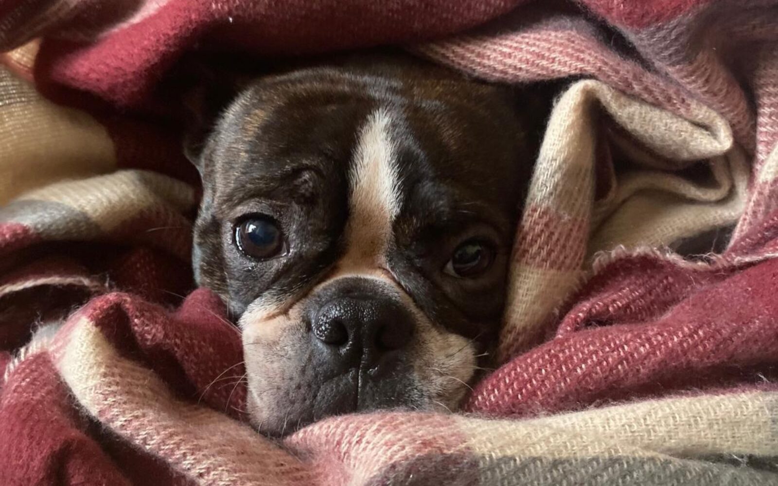 kužek zavit v dekico