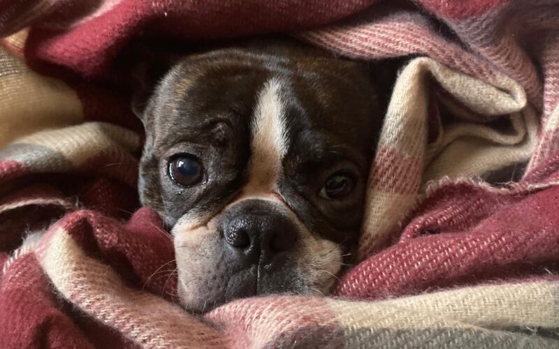 kužek zavit v dekico