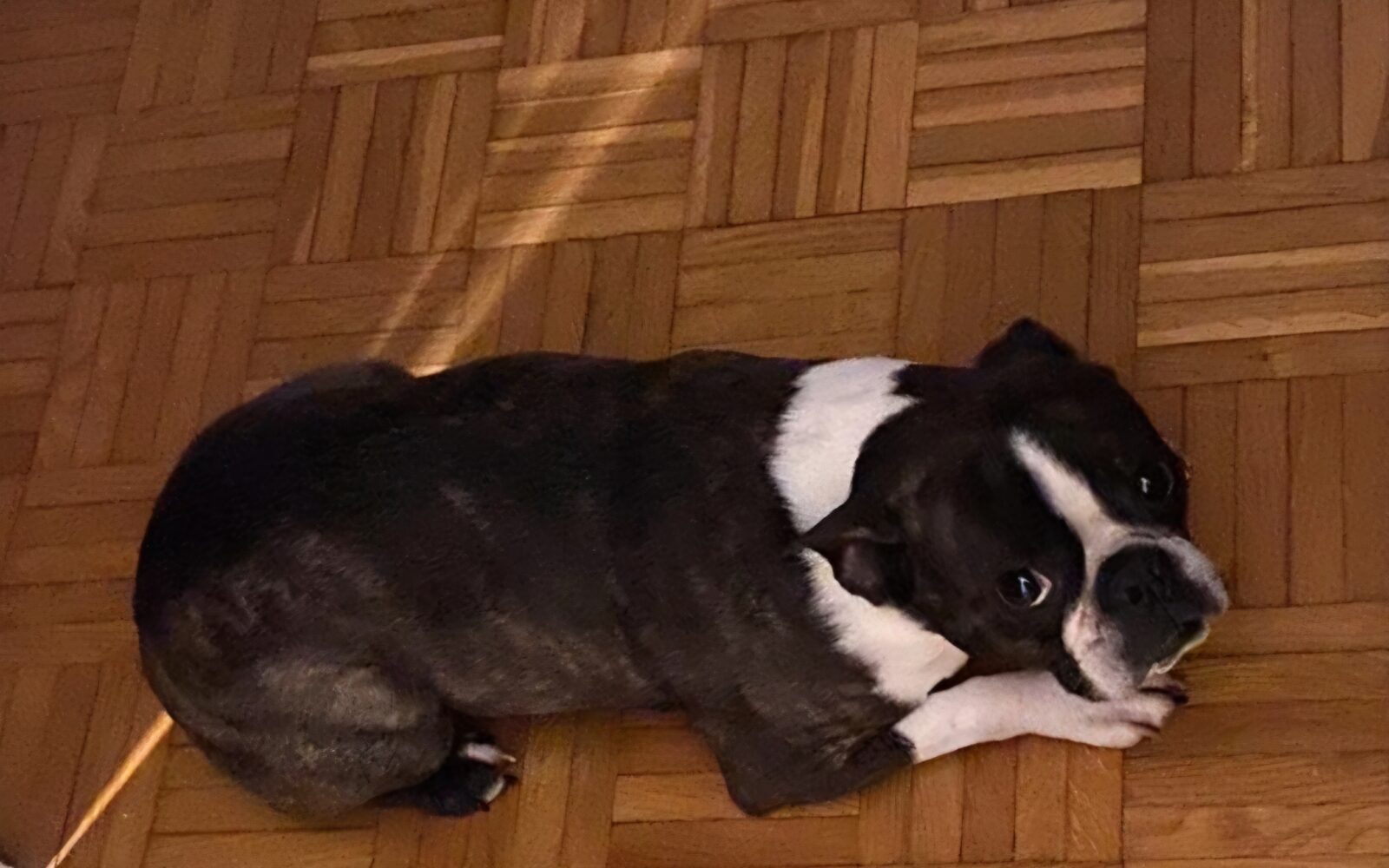 Prestrašena kužika se stiska k tlom