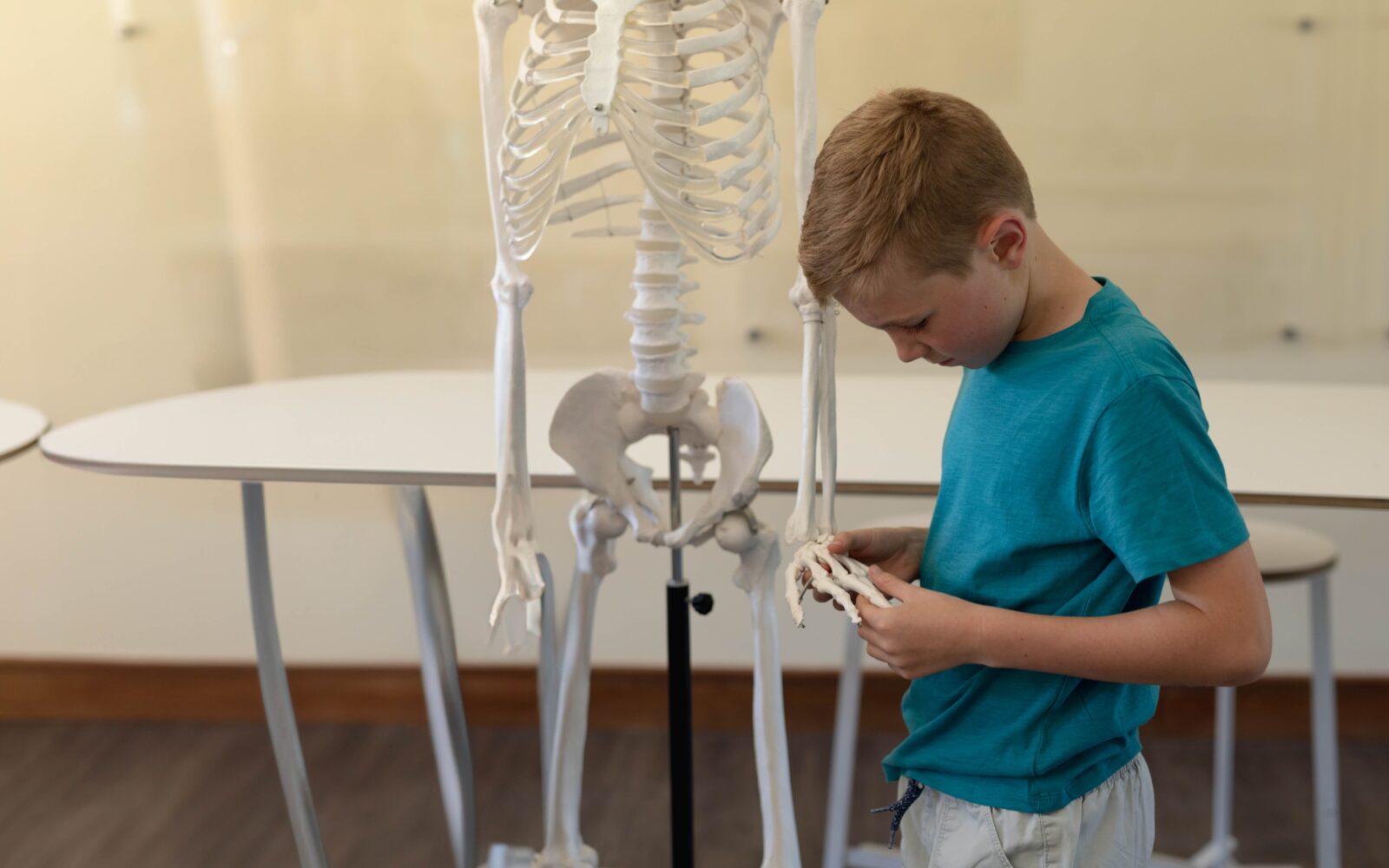 Deček gleda umetno okostje
