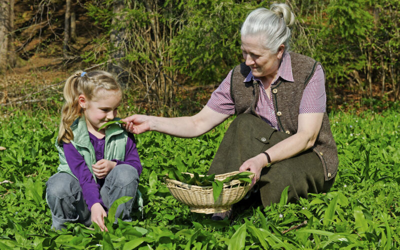 Sprehodi, ki hranijo: divje rastline na krožniku