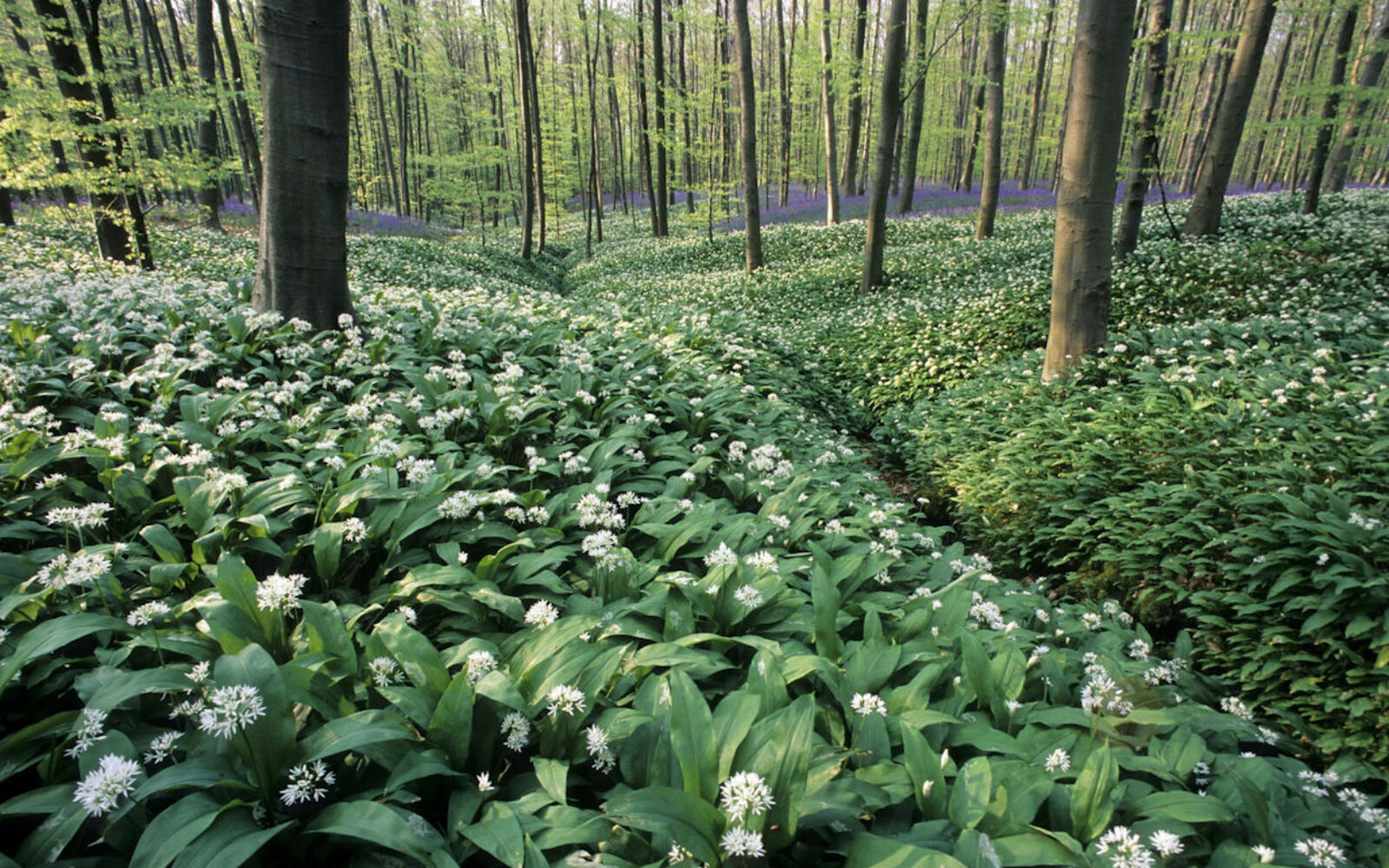 rastišče čemaža v gozdu