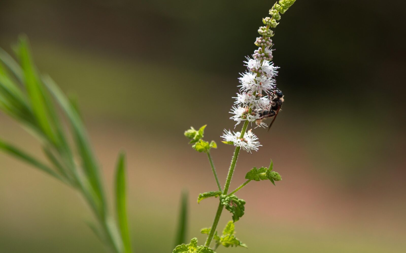 Rastlina cimicifuga racemosa ali grozdnata svetilka in na njej čebelica
